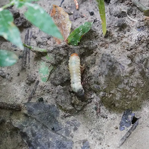 Illinois lawn care experts serving Metro East, IL