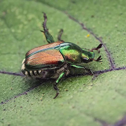 Crabgrass pre-emergent service – Metro East, IL