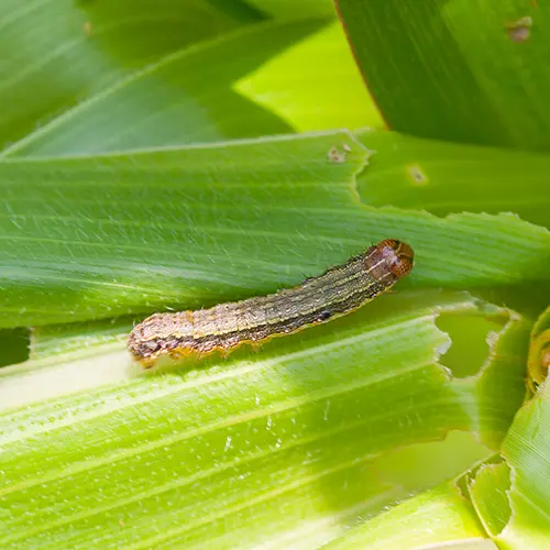 Spring weed prevention in Metro East, IL lawns