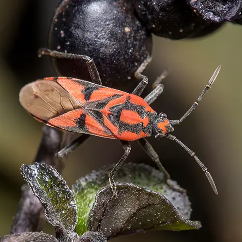 Routine lawn health monitoring in Metro East, IL