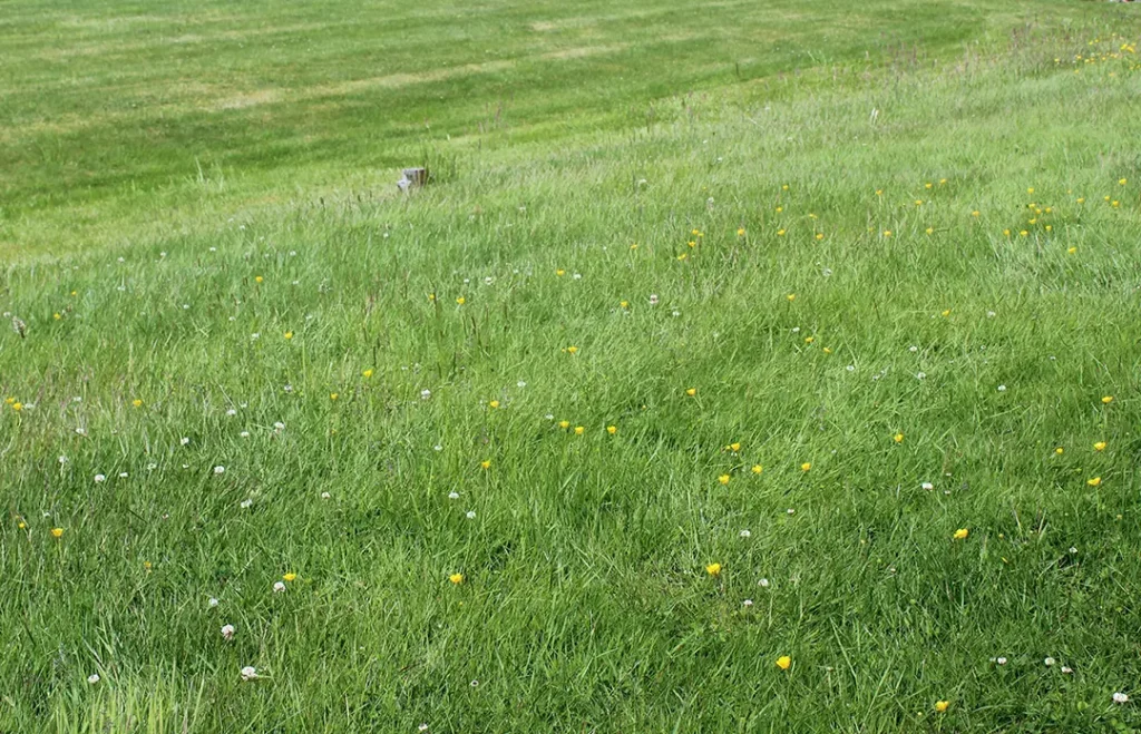 Turf fungus prevention treatment for Illinois lawns