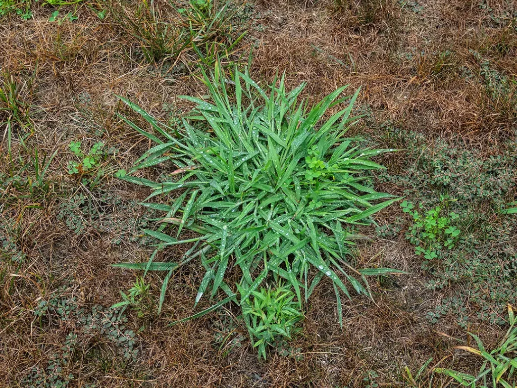 Crabgrass prevention and weed control service in Illinois
