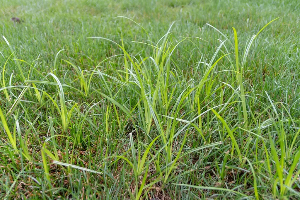 Fescue and ryegrass lawn maintenance for humid Midwest summers