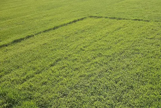 Aeration & Overseeding for Stronger Growth Marine IL