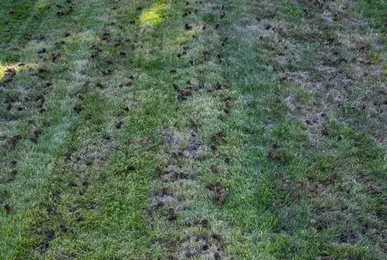 Core Aeration Aviston IL