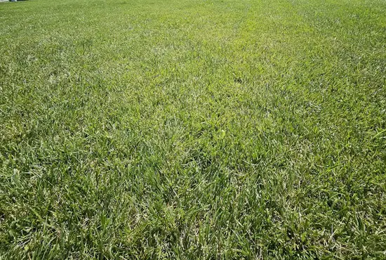 Core Aeration Services Carlyle IL