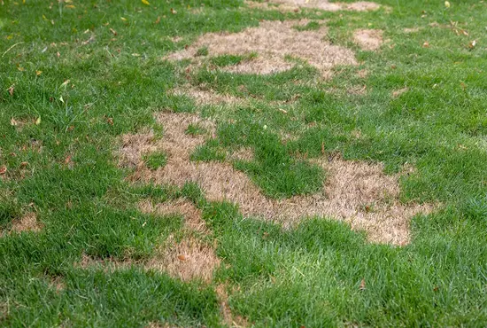 Grub & Insect Control Germantown IL