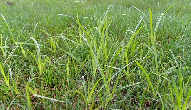 Lawn Care Greenville IL