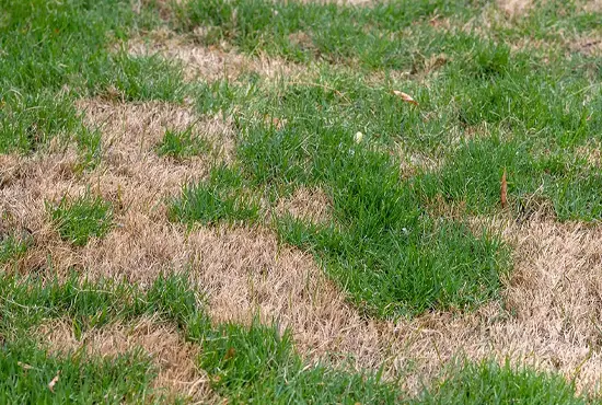 Lawn Insect & Grub Management St. Jacob IL