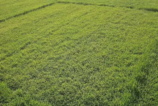 Lawn Overseeding Services Carlyle IL