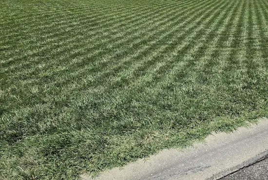 Overseeding & Lawn Thickening Germantown IL