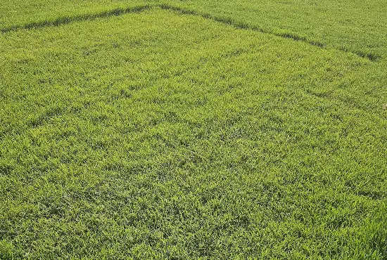Thick lawn after overseeding for improved density in Clinton County, IL