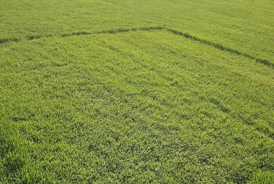 Thick green lawn after overseeding treatment in Trenton, IL