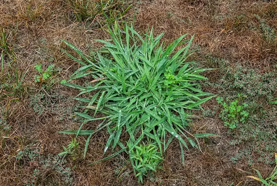 Targeted Weed Management Carlyle IL