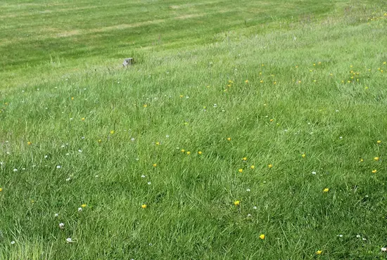 Weed Control & Prevention Programs