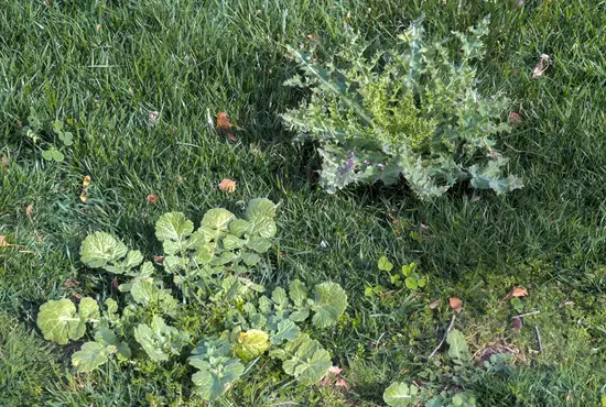 weed turf management Germantown IL